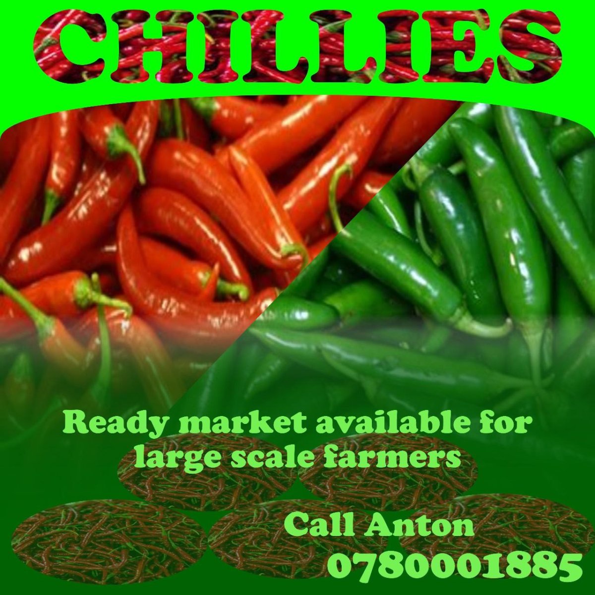 Chilly Product Sales